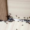 How To Get Rid Of Ants? (Seriously HOW?)